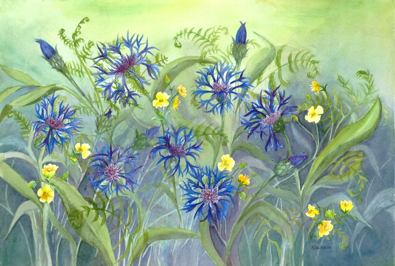 cornflowers.jpg